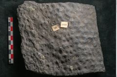 Foto (Detailansicht) von Stigmaria ficoides Brongniart (NHMW-GEO-2024-0188-11118)